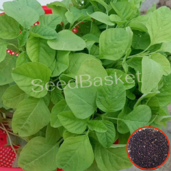 Amaranth Green(Thotakura) (1400+ Seeds)