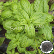 Herb Basil Green  (500 Seeds)