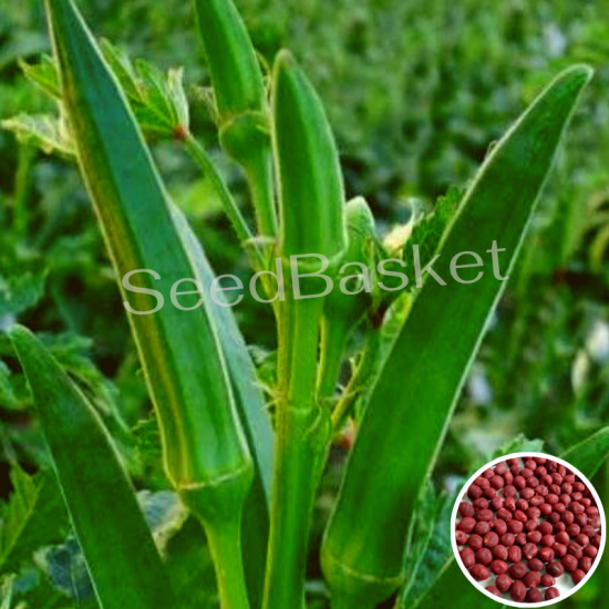 Bhendi(Okra)(Lady’s Finger) Hybrid