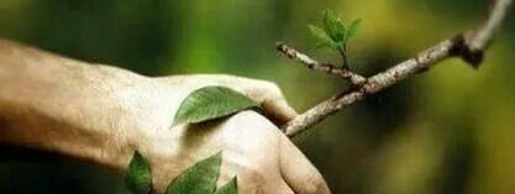 How to get best yield from Kitchen Garden/Terrace Garden