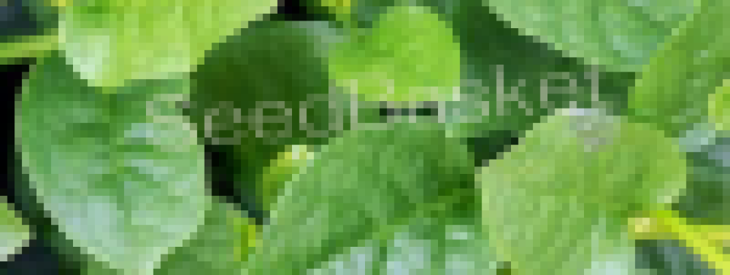 How to Grow Bachali at Home Garden