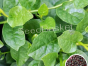 How to Grow Bachali at Home Garden