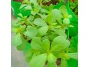 How to Grow Purslane/Kulfa at Home Garden