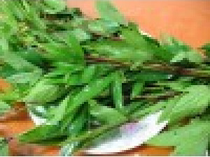How to Grow Gongura at Home Garden