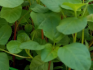 How to Grow Amaranth at Home Garden