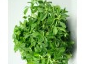 How to Grow Methi (Fenugreek) at Home Garden