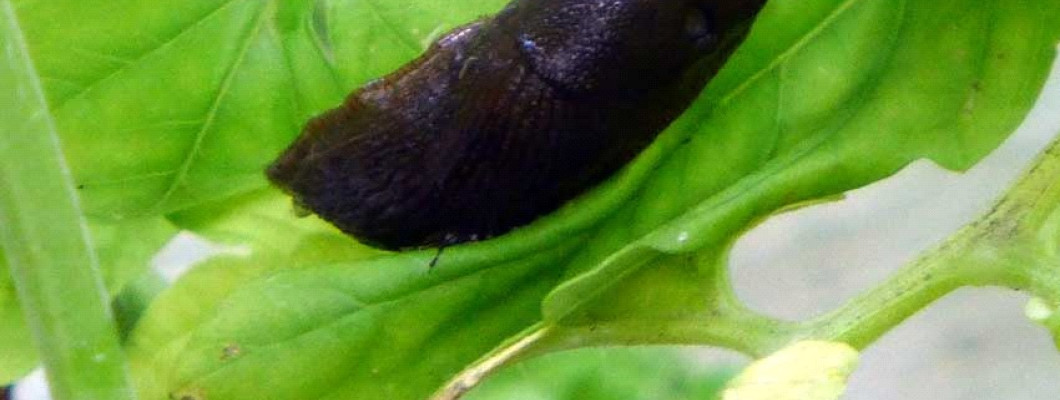 How Do I Control Pests In My Home Garden Using Home Remedies
