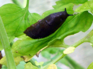 How Do I Control Pests In My Home Garden Using Home Remedies