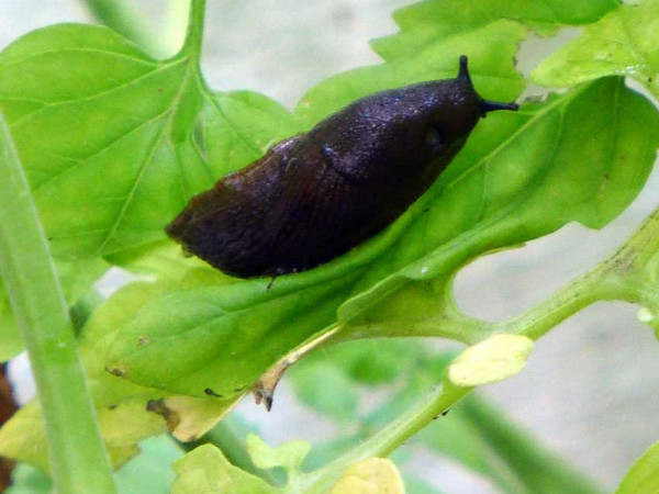 Kellu Insect Blog