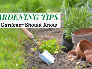 Tips every gardener should know