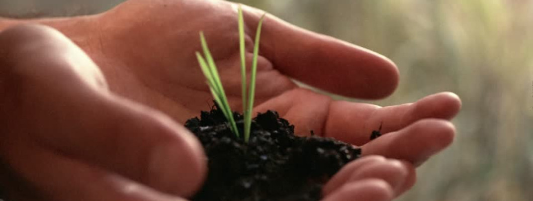 QUICK & EASY GARDENING TIPS FOR BEGINNERS