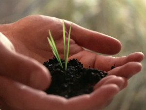 QUICK & EASY GARDENING TIPS FOR BEGINNERS