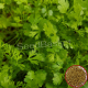 Coriander  (300+ Seeds)