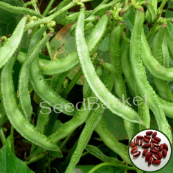 Dolichos Creeper(Theega Chikkudu) (15 Seeds)