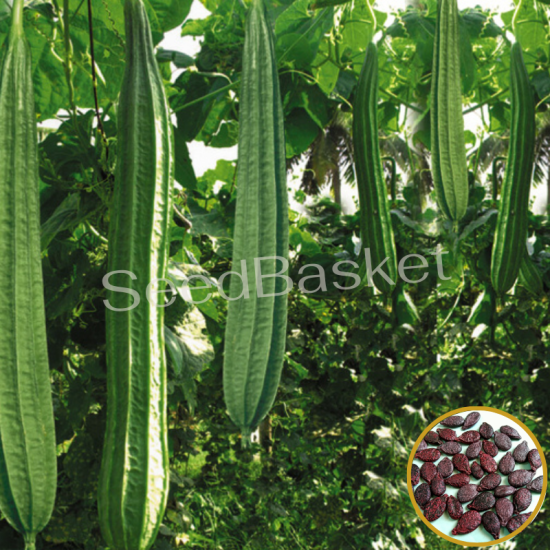 Ridge Gourd Hybrid