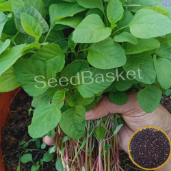 Amaranth Red Stem(Koya Thotakura) (1400+Seeds)