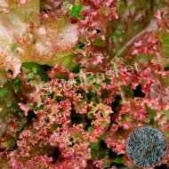 Lettuce Lollo Rossa Seeds (400Seeds)