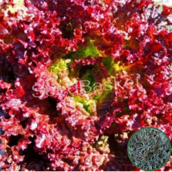 Microgreen Lettuce Lollo Rossa Seeds(1750 seeds)