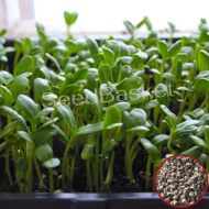 Microgreen Palak Seeds (100 Grms)