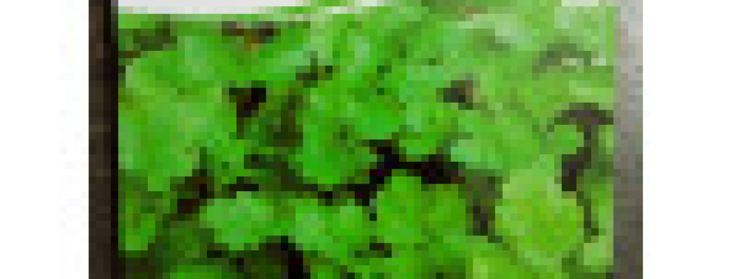 How to Grow Coriander at Home Garden