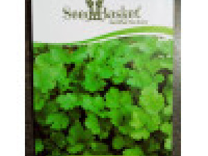 How to Grow Coriander at Home Garden