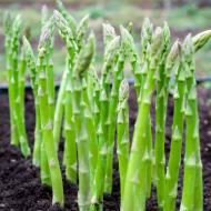 Asparagus (50 seeds)