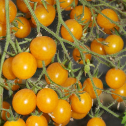 Cherry Tomato Yellow F1 Hybrid