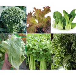 Exotic vegetable seeds - pack of 6