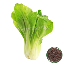 Pak Choi (400 Seeds)
