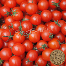 Cherry Tomato Red F1 Hybrid