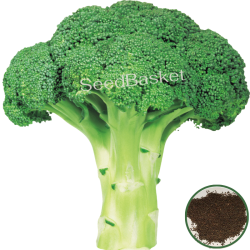 Broccoli Hybrid Imported (40 Seeds)