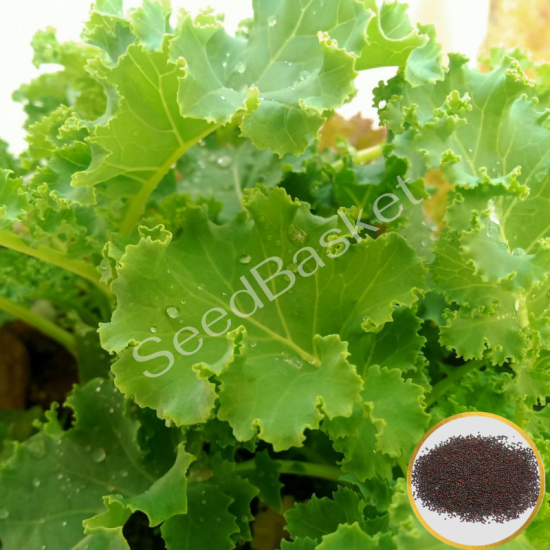 Curly Kale (400 Seeds)