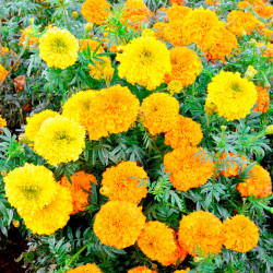 Marigold African Mix Yellow Orange (100 Seeds)