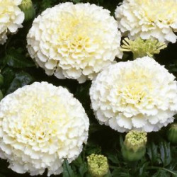 Marigold White African (30 Seeds)