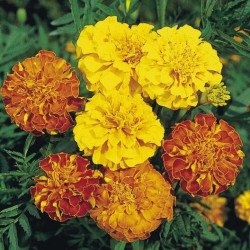 French Marigold Mix