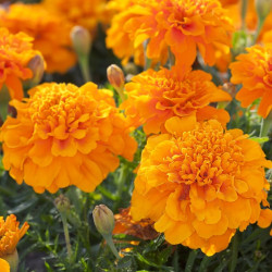French Marigold Orange (50 Seeds)