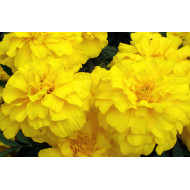 French Marigold Yellow (50 seeds)