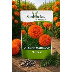 Hybrid Marigold Orange African (20 Seeds)