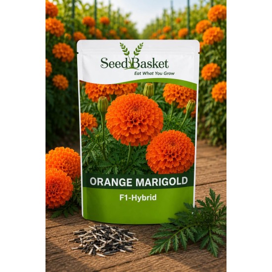 Hybrid Yellow & Orange Marigold Seeds Combo Pack (40 Seeds)