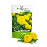 Hybrid Marigold Yellow African (20 Seeds)