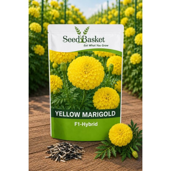 Hybrid Yellow & Orange Marigold Seeds Combo Pack (40 Seeds)