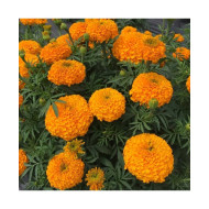 Marigold Orange African (50 Seeds)
