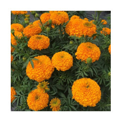 Marigold Orange African (50 Seeds)