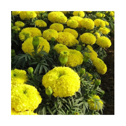 Marigold Yellow African (50 Seeds)