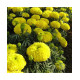 Marigold Yellow African (50 Seeds)