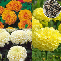 Marigold African White Yellow Orange Mix (80 Seeds)