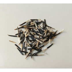 Marigold White African (30 Seeds)