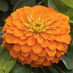 Zinnia Orange King (100 seeds)
