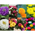 All Seasonal Flower Seeds