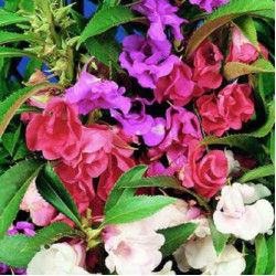 Balsam Tom Thumb Mixed (100 Seeds)